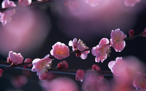 形容桃花开的唯美句子